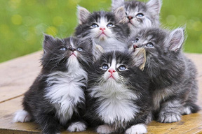“欧拉”=“猫窝”？ 这只猫叫“欧拉好猫”！